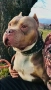 American bully XL, снимка 1
