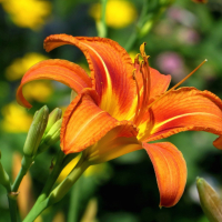 Хемерокалис оранжев, снимка 4 - Градински цветя и растения - 44900446