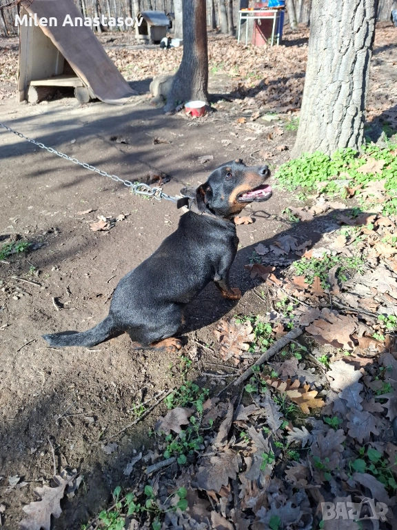 Ягтериери 2 бр, снимка 1