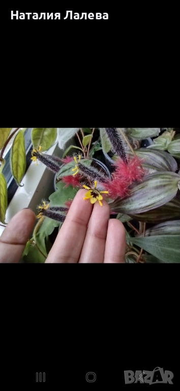 Колумнея, columnea Minor, снимка 1