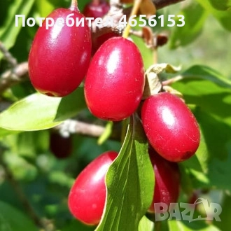 продавам Дръвчета ( ФИДАНКИ ) ДРЯН, снимка 1