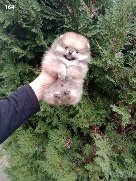 Миниатюрен мъжки Померан. , снимка 1