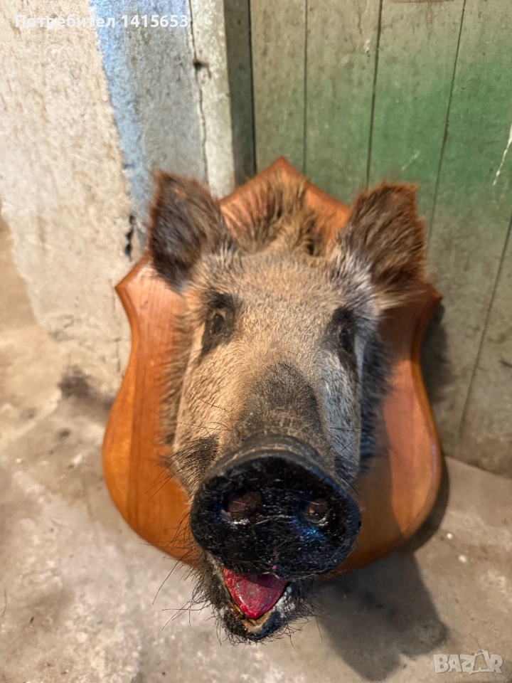 Продавам препарирано диво прасе, снимка 1