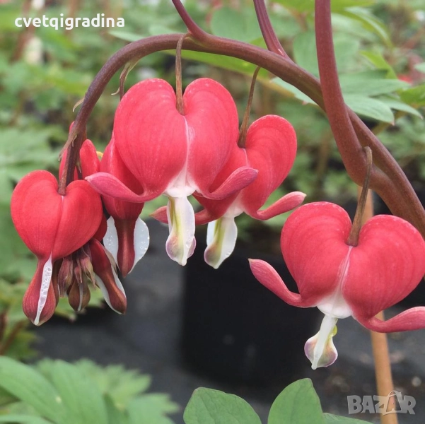 Dicentra spectabilis Valentine (Дицентра Валентин), снимка 1