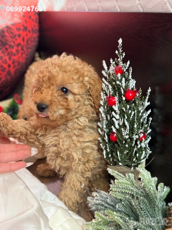 Пудел той момченце , снимка 1