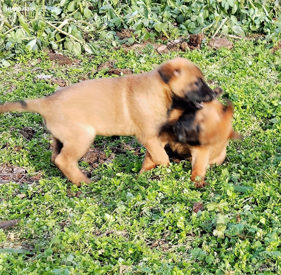 Малки кученца белгийска овчарка , снимка 1