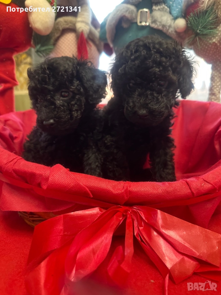 Мини пуделчета, снимка 1