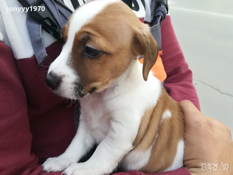 ДЖАК РЪСЕЛ-ВИДИН-ПРЕДЛАГАМЕ МЪЖКИ ЗА РАЗПЛОД//ЖЕНСКА ЗА РАЗПЛОД 1704251523, снимка 1