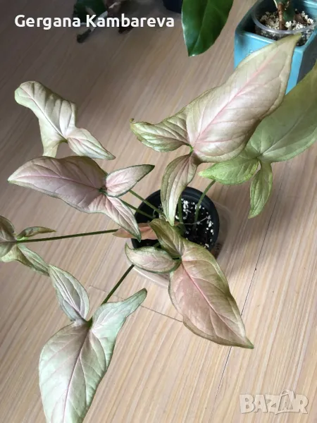 Syngonium Pink Schott , снимка 1