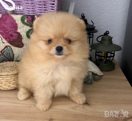 Померанче, снимка 3 - Померан - 52392869