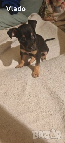 Пинчери ваксинирани с паспорти от 10.02.26г., снимка 3 - Пинчер - 53431751
