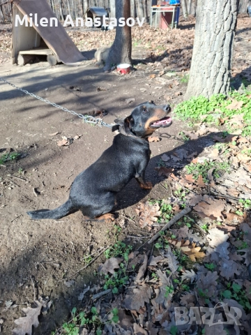 Ягтериери 2 бр