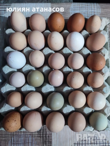 Продавам яйца