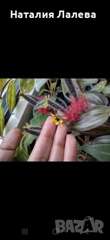 Колумнея, columnea Minor