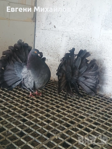 Фенерлии, снимка 8 - Гълъби - 53540276