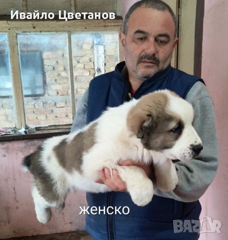 Алабай, снимка 3 - Алабай - 53384305