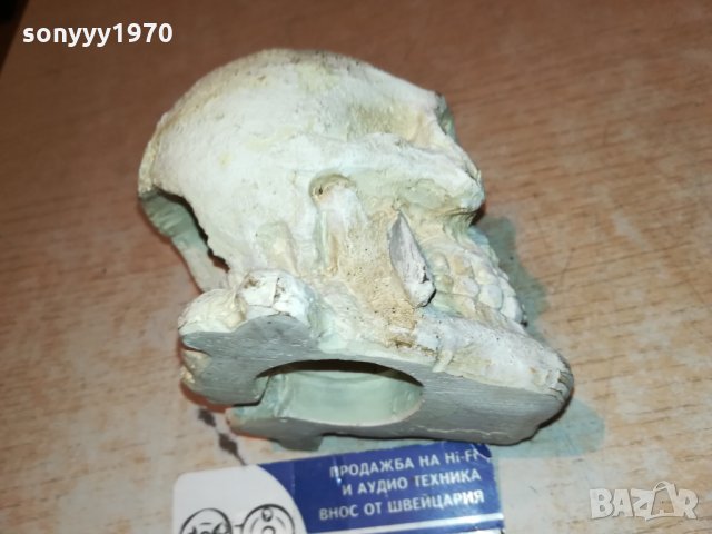 ЧЕРЕП 1301221213, снимка 16 - Антикварни и старинни предмети - 35422379