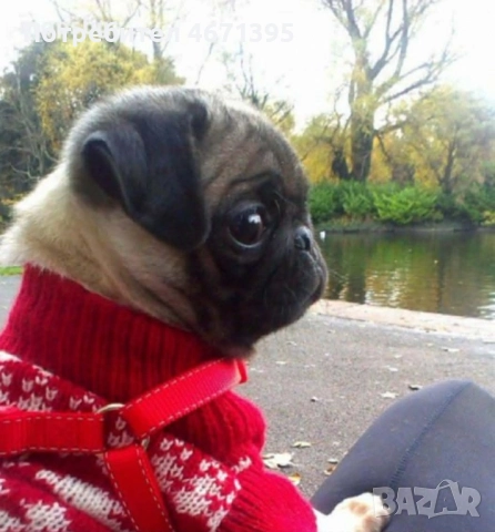 Мопс, снимка 2 - Мопс - 52682908