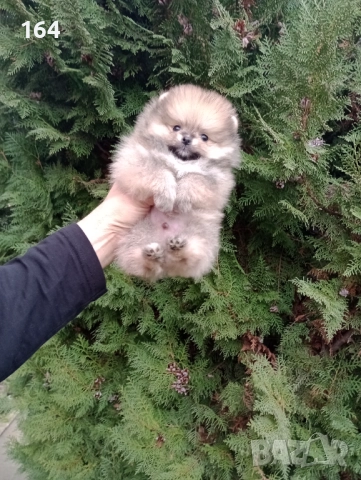 Миниатюрен мъжки Померан. 