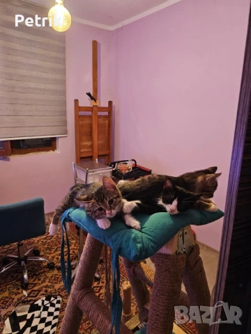 ще го дадем в добри ръце, снимка 9 - Други - 51323889