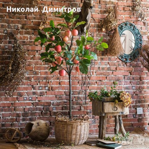 Продавам декорация ябълково дърво в саксия H 100 cm, снимка 7 - Декорация за дома - 29068590
