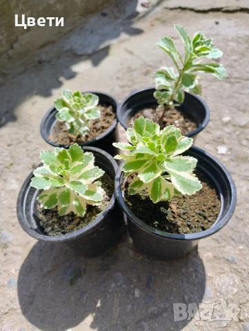 Продавам седум, снимка 2 - Градински цветя и растения - 50502661