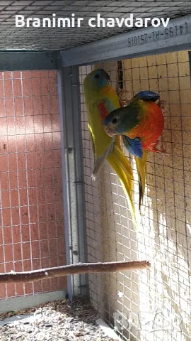 продавам папагали , снимка 4 - Папагали - 48108452