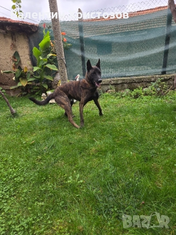 белгийска овчарка малиноа , снимка 4 - Белгийска овчарка - 52102311