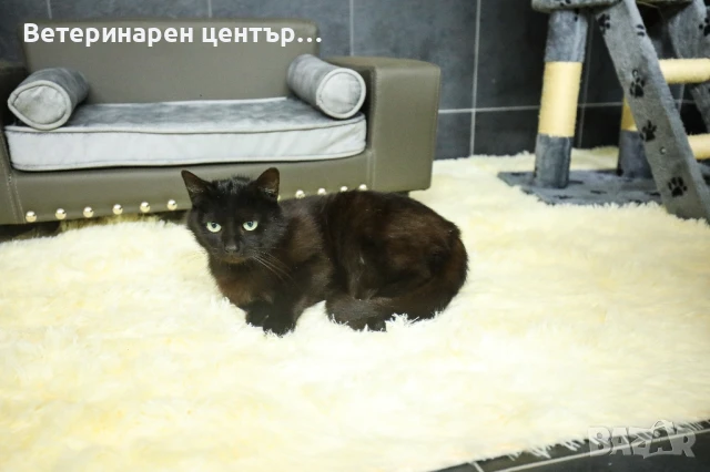 Хотел за котки Уговет , снимка 9 - Ветеринари и услуги - 49763338