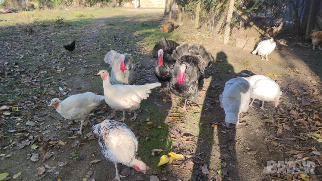 продавам пуйки 15лв килограма, снимка 3 - Кокошки и пуйки - 52826658