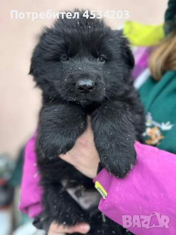 немска овчарка / НОК, снимка 7 - Немска овчарка - 51033011