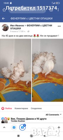 Продавам гълъби, Фенерлии , на капак , с цветни опашки , чисто бели , с гащи , снимка 2 - Гълъби - 34675193