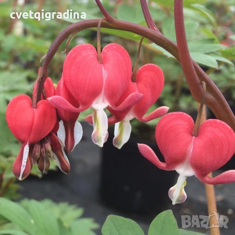 Dicentra spectabilis Valentine (Дицентра Валентин)