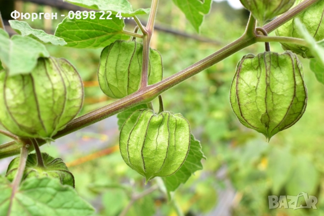 Физалис (Земна череша), снимка 2 - Разсади - 51790327