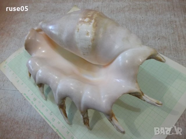 Раковина - 20, снимка 3 - Други ценни предмети - 34641065