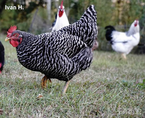 Кокошки - Красива порода, снимка 1 - Кокошки и пуйки - 42987719