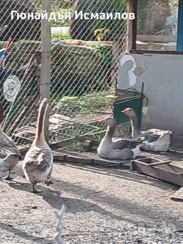 Гъски 4 бр 2 бр лебедови 2 бр селски , снимка 2 - други­ - 52547189