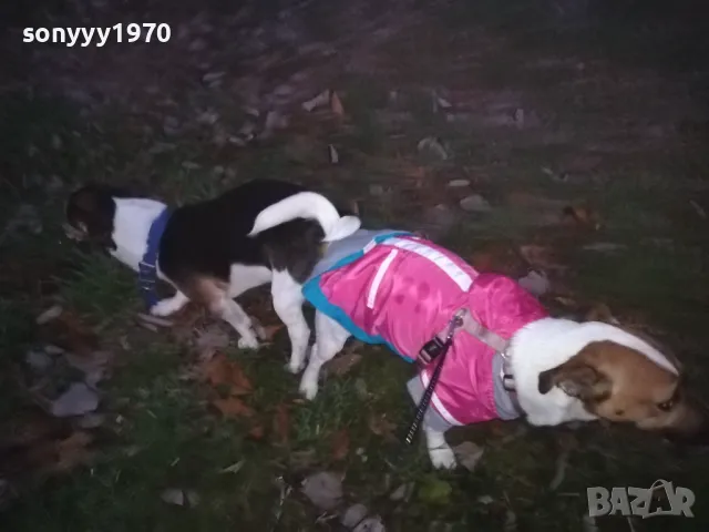 джак и новата му любов сара 2812241805, снимка 7 - Джак ръсел териер - 48482381