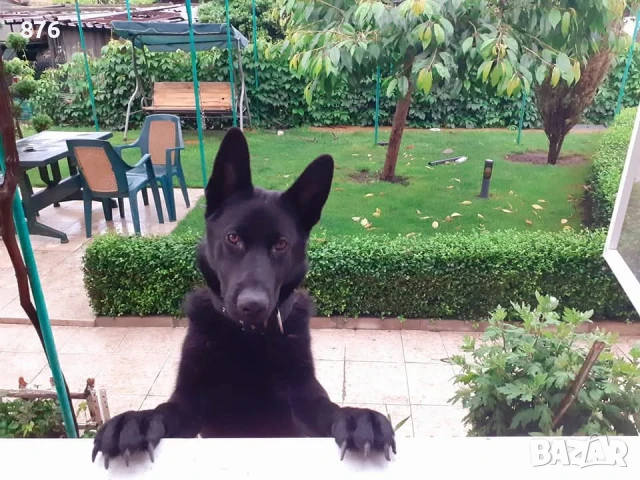 Търся си приятелка , снимка 3 - Немска овчарка - 51404071