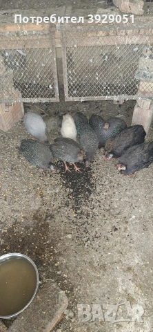 Продавам токачки млади , снимка 5 - Кокошки и пуйки - 53069513
