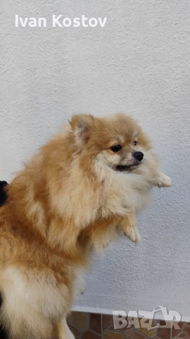 Продавам померанчета, снимка 2 - Померан - 52696744
