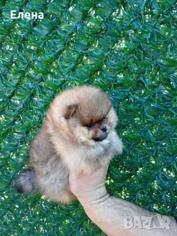Померан , снимка 3 - Померан - 52792201