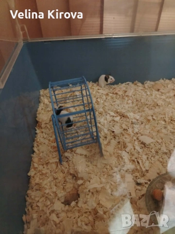 Подарявам две мишки панда, снимка 3 - Други - 53044350