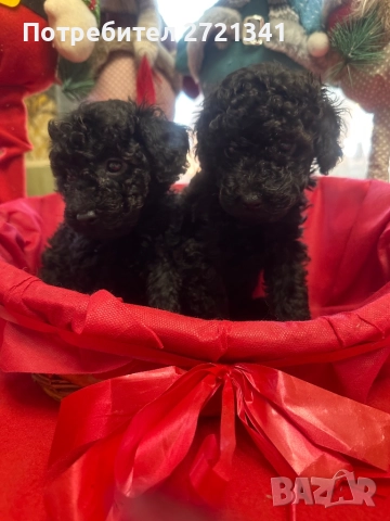 Мини пуделчета