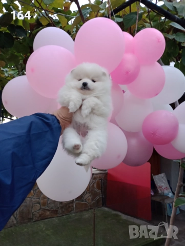 Померан. Бяло момиче., снимка 3 - Померан - 52620397