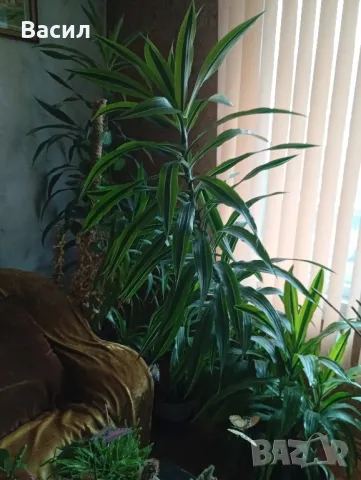 Декоративни цветя . Екзотични.Песента на Индия , снимка 3 - Декорация за дома - 48958050