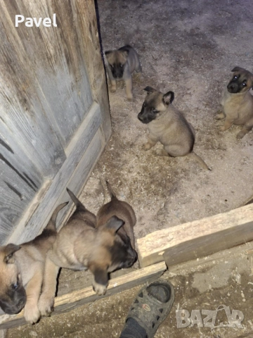 Белгийски овчарки малиноа, снимка 8 - Белгийска овчарка - 52665129