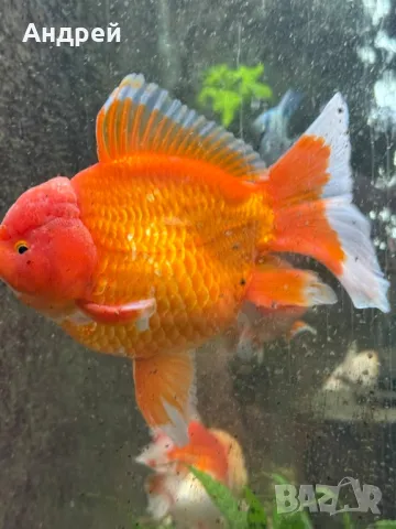 Оранди златна рибка, снимка 3 - Рибки - 50095938
