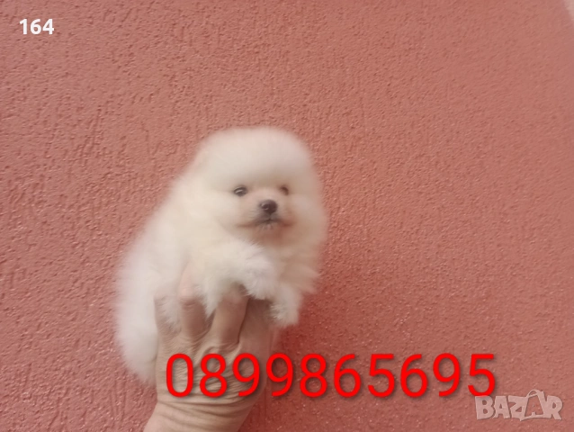 Мъжки и женски Померанчета., снимка 5 - Померан - 53494380