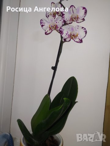 Орхидея magic art, снимка 4 - Стайни растения - 43747882